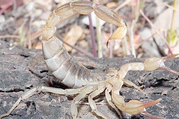 野生蝎子和养殖蝎子的区别是什么 家里蝎子如何根除