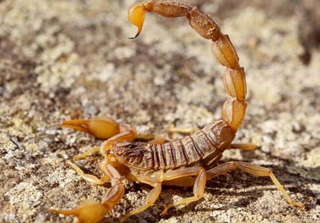 蝎子养殖产业网为大家总结几种快速处理蝎子蛰了的方法