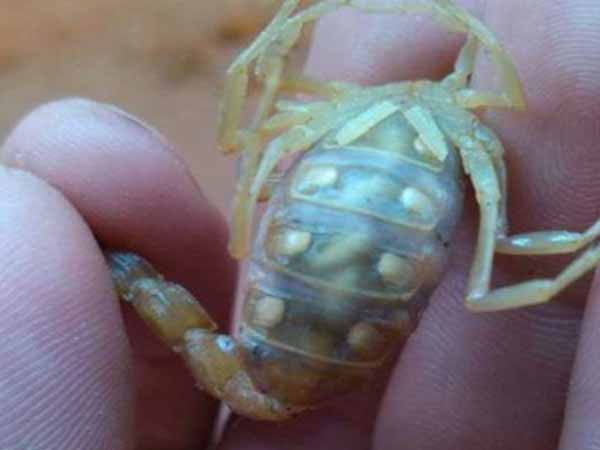 蝎子养殖如何如何防治蝎子死胎?