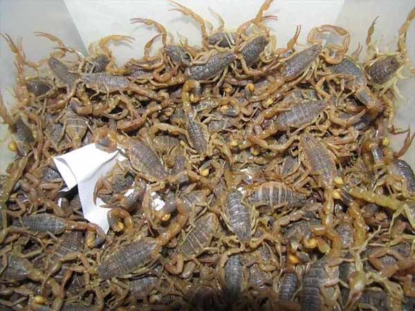 蝎子养殖过程中蝎子养殖场如何建设，种蝎如何选择，饲养密度控制，饲料如何喂养及日常管理