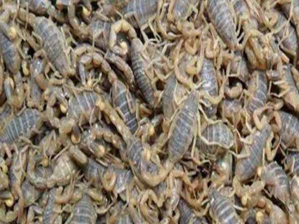 蝎子养殖过程中蝎子养殖场如何建设，种蝎如何选择，饲养密度控制，饲料如何喂养及日常管理